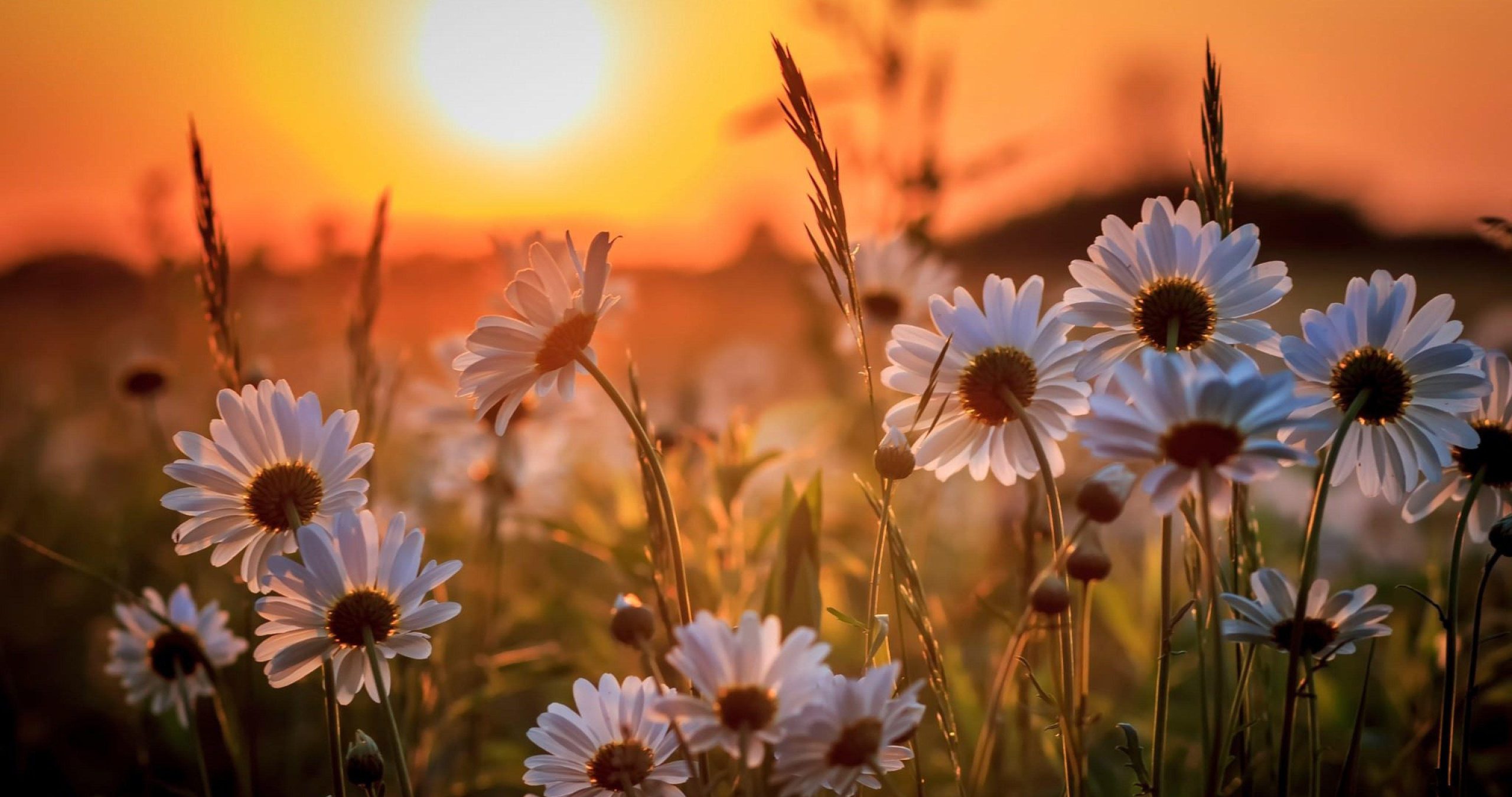 Flower Sunset Wallpapers - Top Free Flower Sunset Backgrounds ... for Understanding the Symbolism Behind Sunset Flowers in Art and Culture