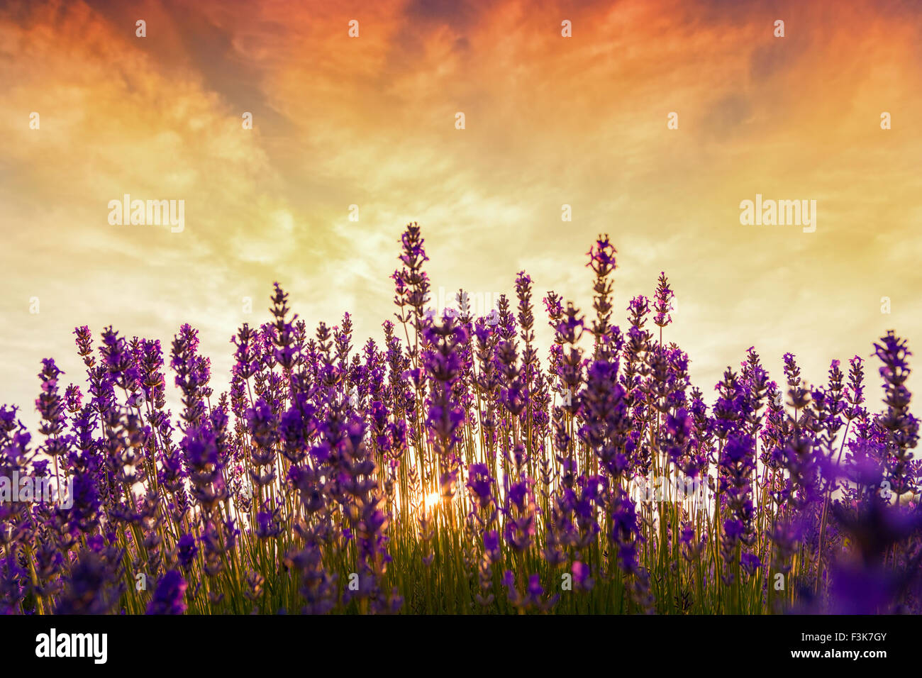 Lavender Field In Summer Near Tihany, Hungary Stock Photo - Alamy pertaining to "Summer Lavender Field In Tihany" Modern Landscape Wall Art