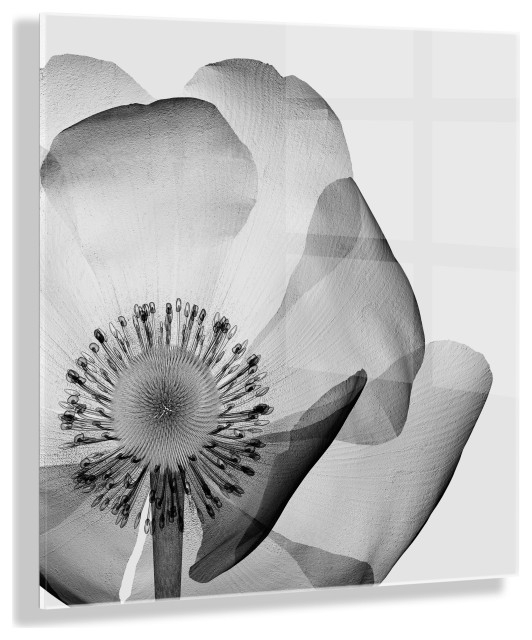Exploring the Artistic Vision Behind Poppy X Ray Floral Acrylic Art