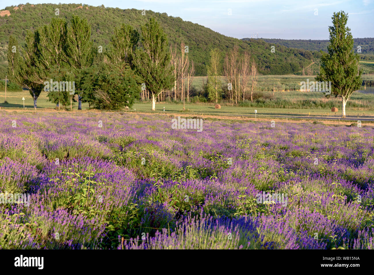 The Tihany Lavender Field At Golden Hour In Summer Stock Photo - Alamy in Capturing the Essence of Tihany's Summer Lavender Fields in Contemporary Art