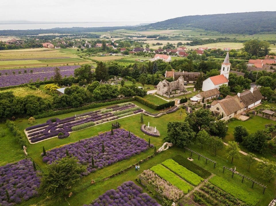 Capturing the Essence of Tihany’s Summer Lavender Fields in Contemporary Art