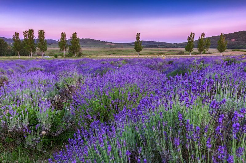 Tihany Lavender Fields | Lavender Fields, Murals Your Way, Nature Wall pertaining to "Summer Lavender Field In Tihany" Modern Landscape Wall Art