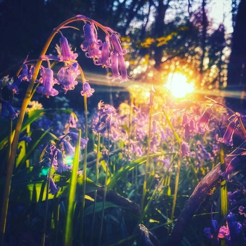 Understanding the Symbolism Behind Sunset Flowers in Art and Culture