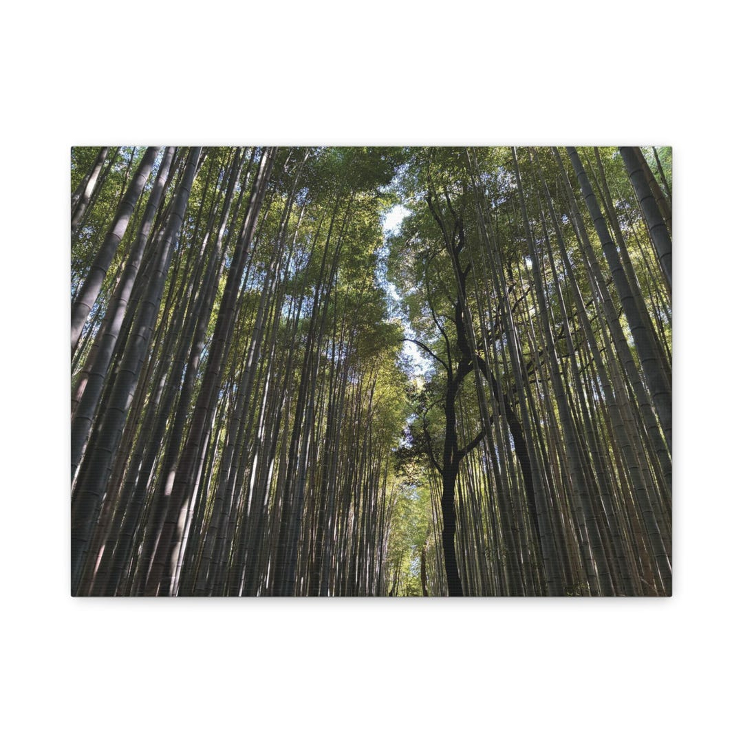 Discovering the Tranquil Moments That Define Arashiyama’s Natural Canvas