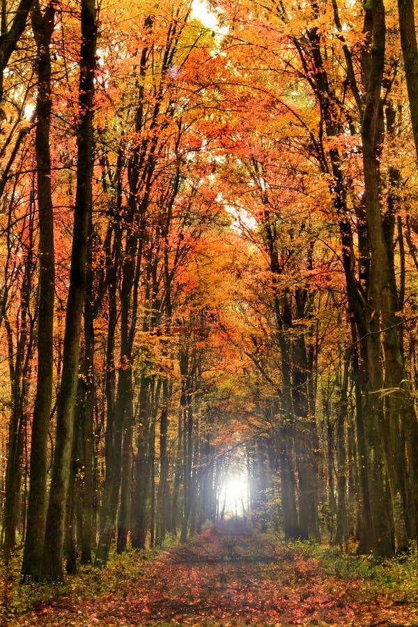 Autumnal Morning Stock Photo. Image Of Colored, Abstract - 3373654 in "Path To Sunlight In Autumn Forest" Landscape Photo Wall Art, 4 Panels
