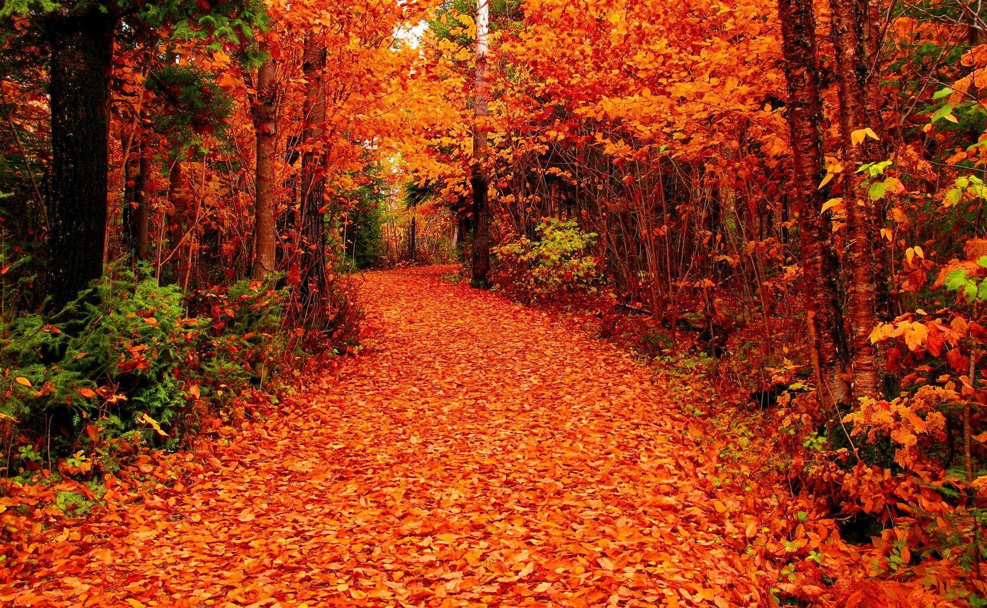 Fall Nature Wallpapers - Top Free Fall Nature Backgrounds - Wallpaperaccess regarding The Psychology of Color in Fall Forest Photography for Home Decor