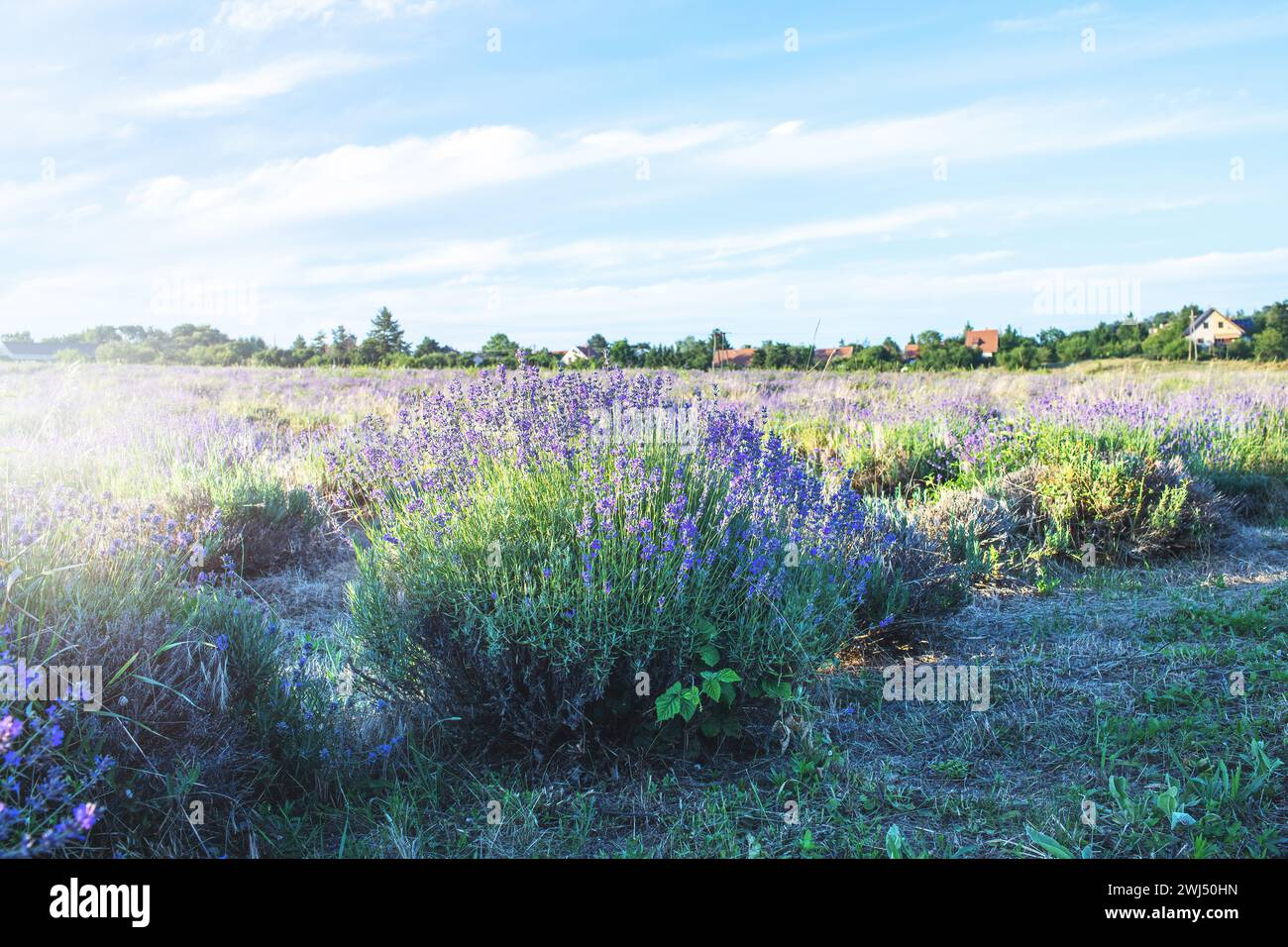 Lavender Field At Tihany Peninsula, Hungary Stock Photo - Alamy in "Summer Lavender Field In Tihany" Modern Landscape Wall Art, 5 Panels