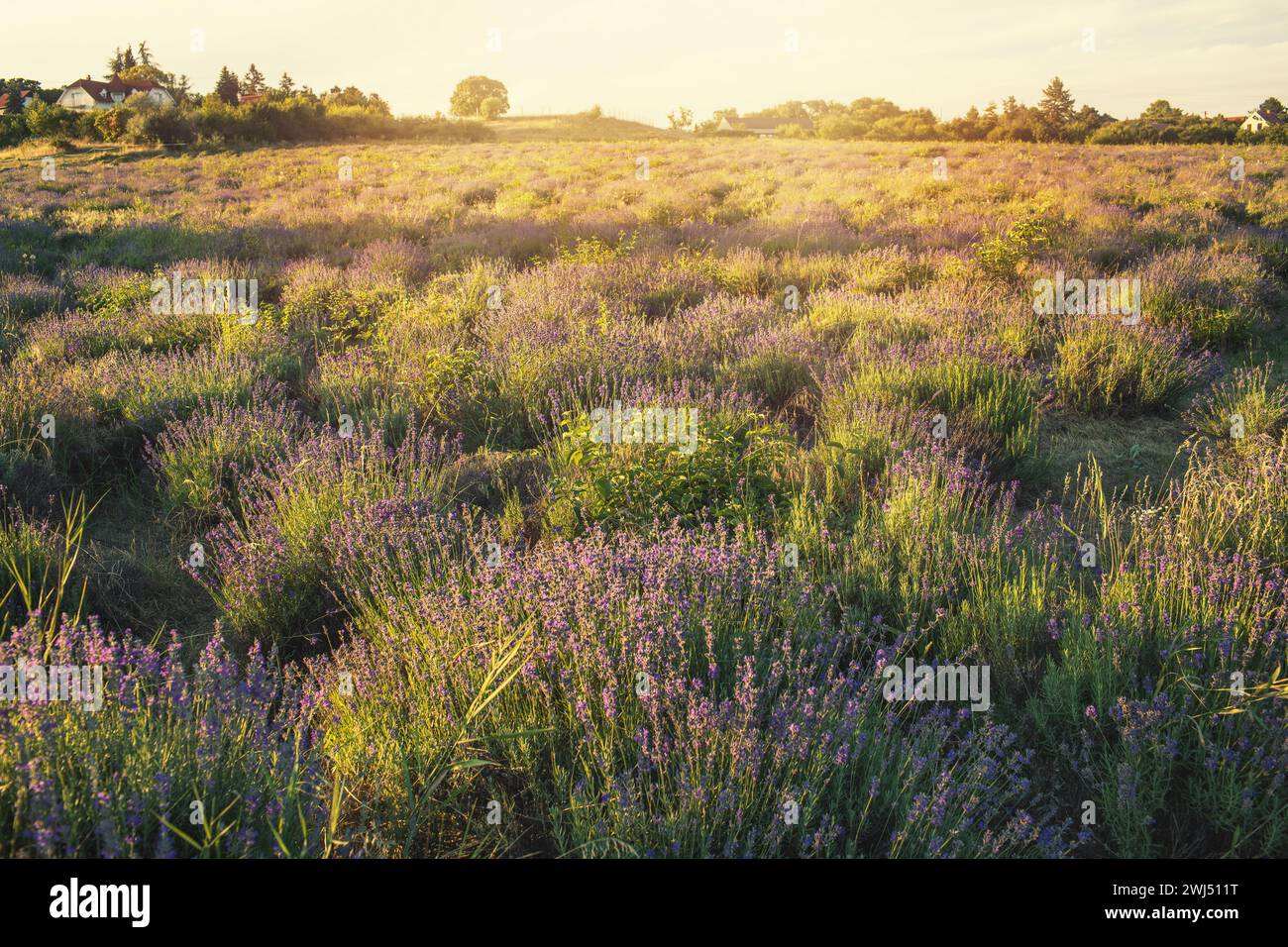 Lavender Field At Tihany Peninsula, Hungary Stock Photo - Alamy intended for "Summer Lavender Field In Tihany" Modern Landscape Wall Art, 5 Panels