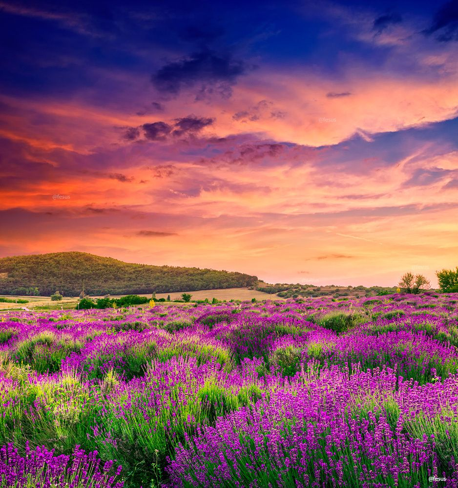 Lavender Field In Tihany, Hungary regarding "Summer Lavender Field In Tihany" Modern Landscape Wall Art, 5 Panels