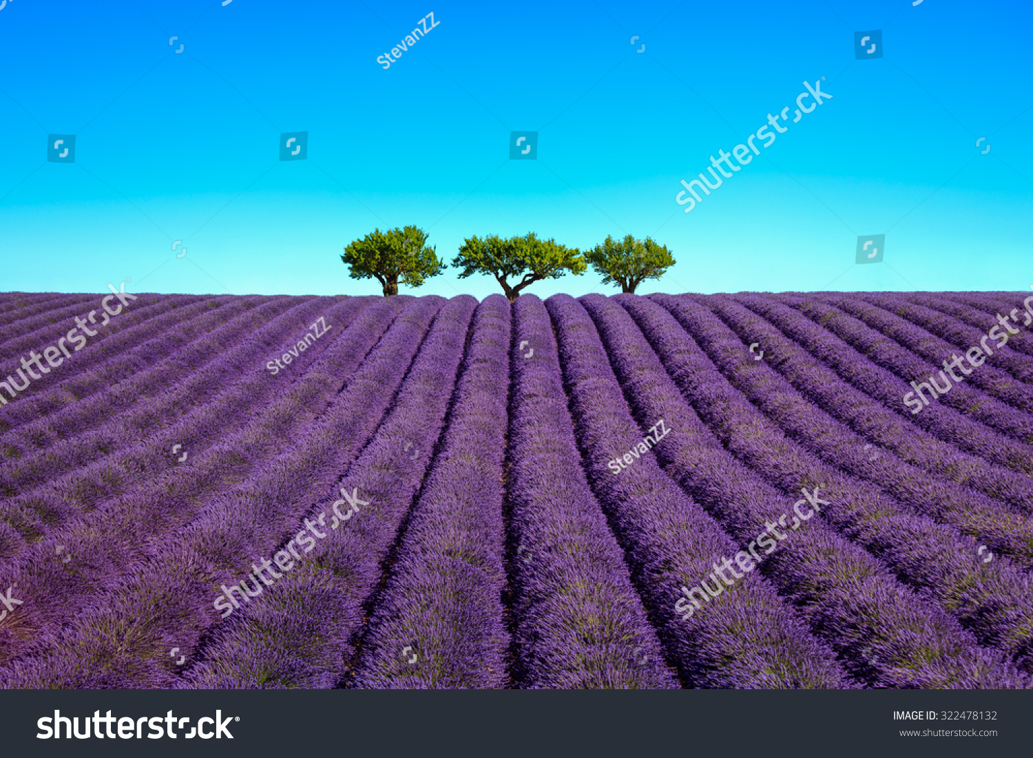 Lavender Flowers And Uphill Green Trees