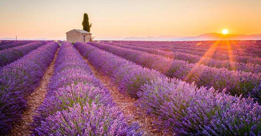 Lavender, Its Varieties And Its Use | Lots Of Useful Info intended for "Abbey Of Senanque Lavender Flowers" Landscape Wall Art Print, 1 Panel