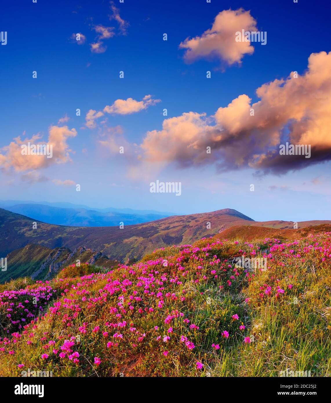 Exploring the Artistic Beauty of Rhododendron Flowers Through Four Mountain Panoramas