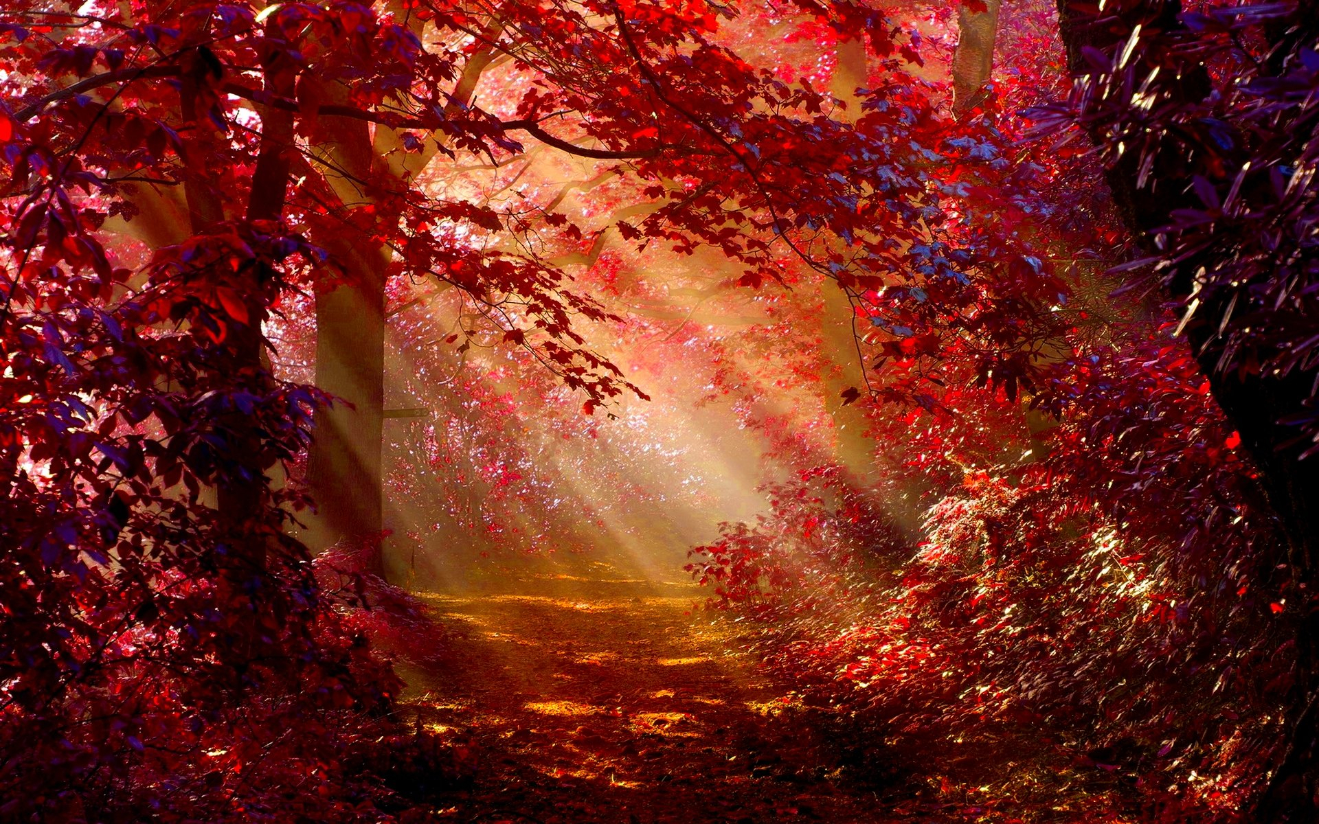 Radiant Autumn Sunbeams Piercing Through The Enchanted Forest regarding "Path To Sunlight In Autumn Forest" Landscape Photo Wall Art, 4 Panels