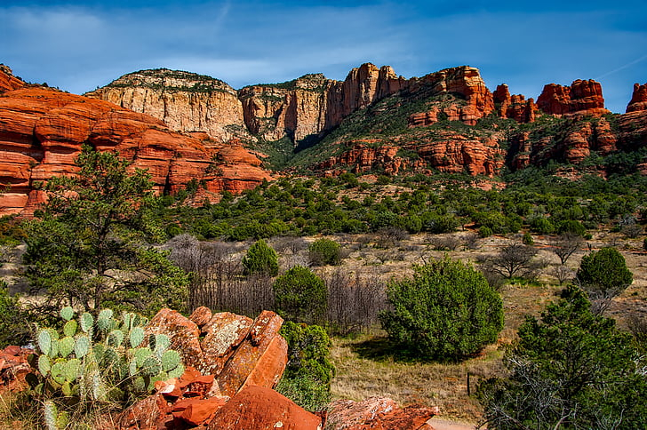 Understanding the Natural Beauty of Brown Rocky Forest Landscapes
