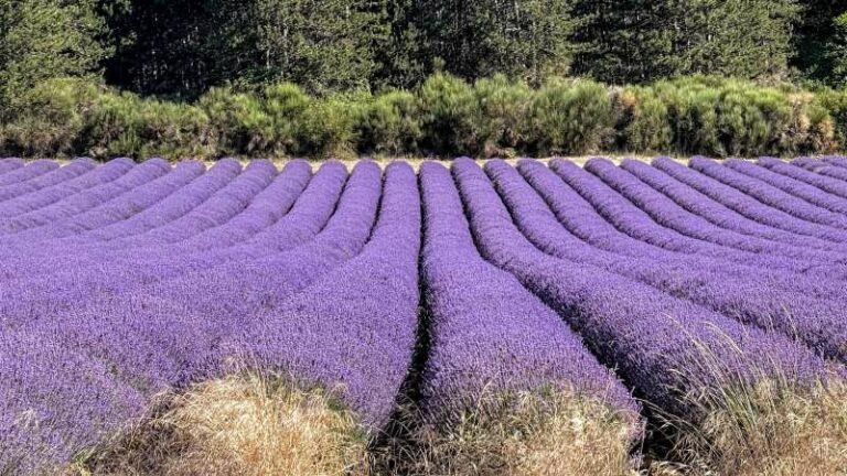 The History &amp; Significance Of Lavender In Provence - Tripusafrance inside "Abbey Of Senanque Lavender Flowers" Landscape Wall Art Print, 1 Panel