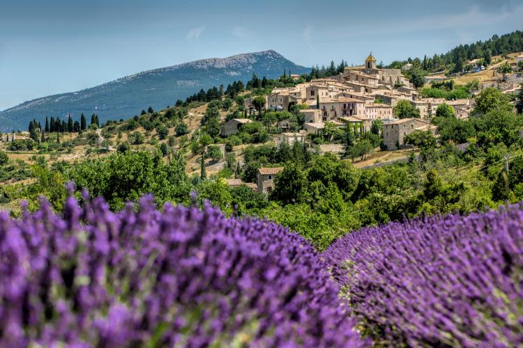 Understanding the Cultural Significance of Lavender in Provence