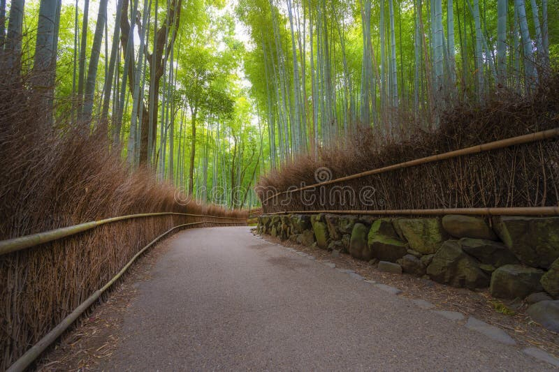 Tranquil Scene Of Arashiyama Bamboo Forest In Early Morning In Kyoto ... pertaining to "Arashiyama Bamboo Path Japan" Forest Canvas Wall Art Print, 4 Panels