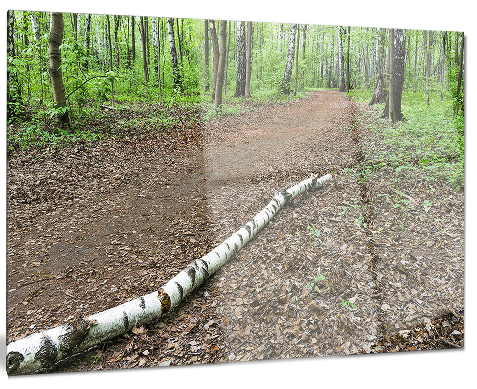 How Trunk of Birch On The Track Transforms Modern Interior Spaces Through Contemporary Art