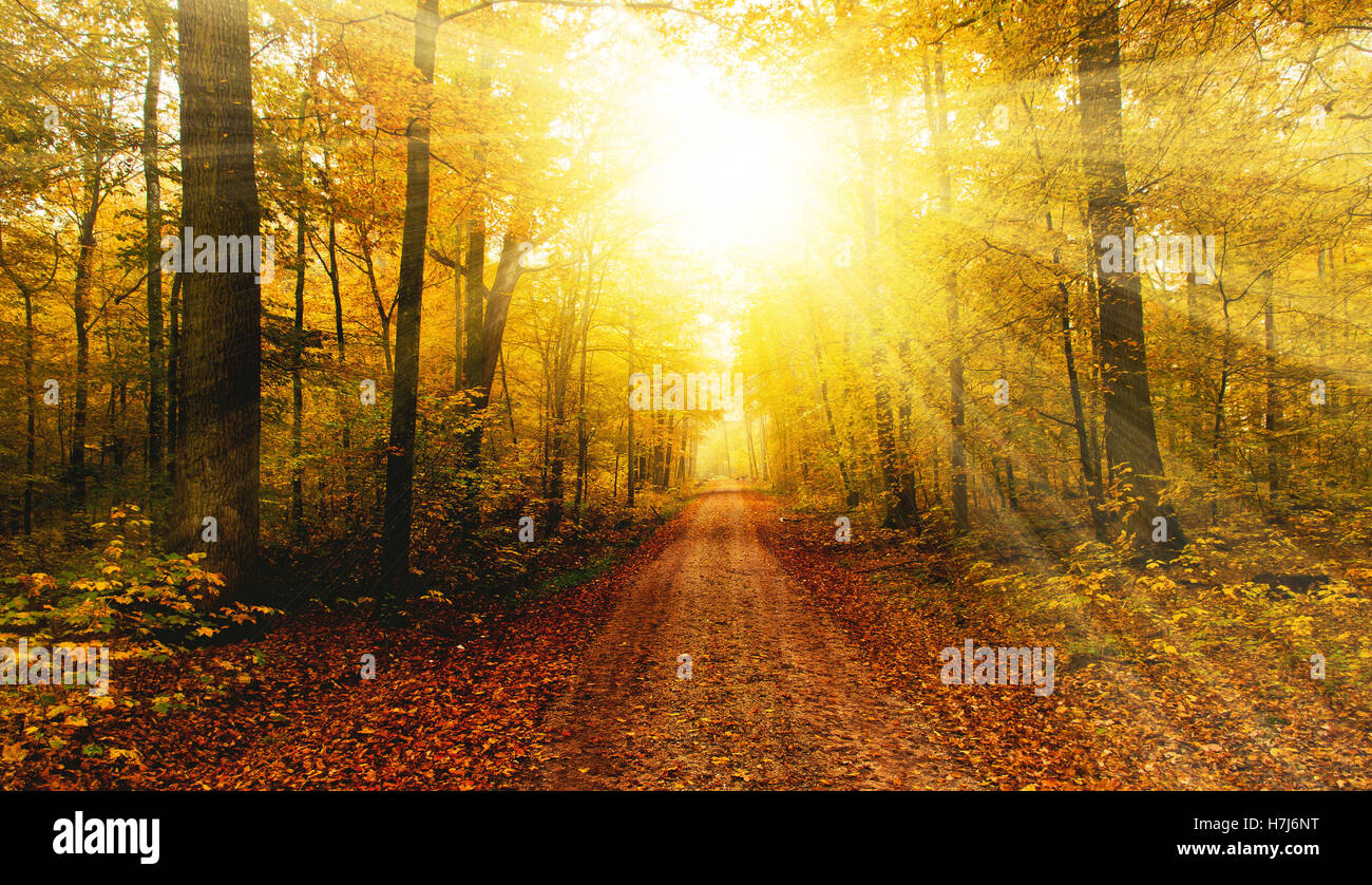 Vibrant Color Of Psychology Hi-Res Stock Photography And Images - Alamy in The Psychology of Color in Fall Forest Photography for Home Decor