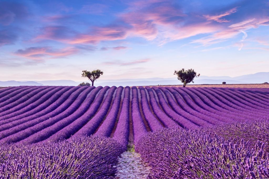 Visiting The Lavender Fields Of Provence | France Travel Guide | Travel ... for "Abbey Of Senanque Lavender Flowers" Landscape Wall Art Print, 1 Panel