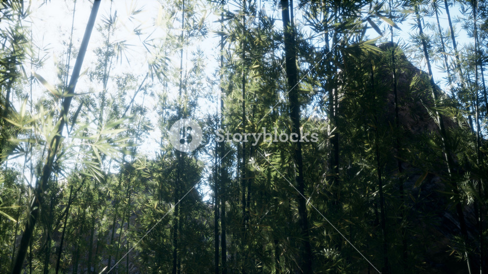 Windy Tranquil Arashiyama Bamboo Grove Moment - Stock Image Sbi ... with "Arashiyama Bamboo Path Japan" Forest Canvas Wall Art Print, 4 Panels